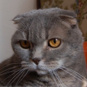 Photo de Scottish fold