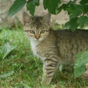 Photo de Chat domestique