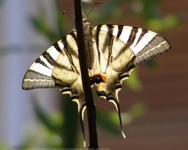 Photo de Papillon