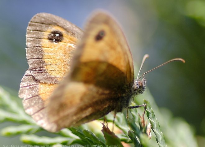 Photo de Papillon