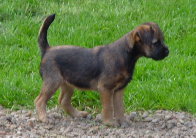 Photo de Border terrier