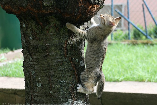 Photo de Chat domestique