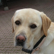 Photo de Labrador retriever