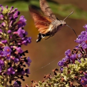 Photo de Papillon