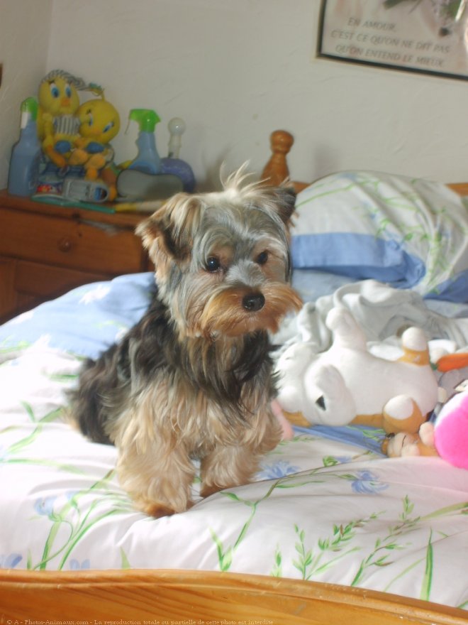 Photo de Yorkshire terrier