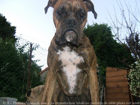 Photo de Boxer