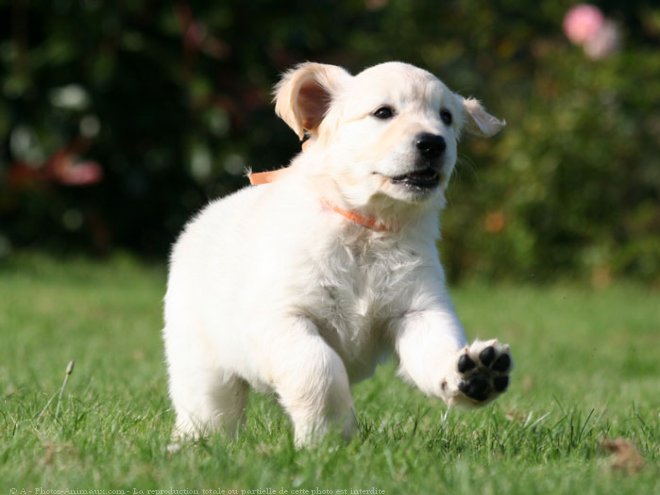 Photo de Golden retriever