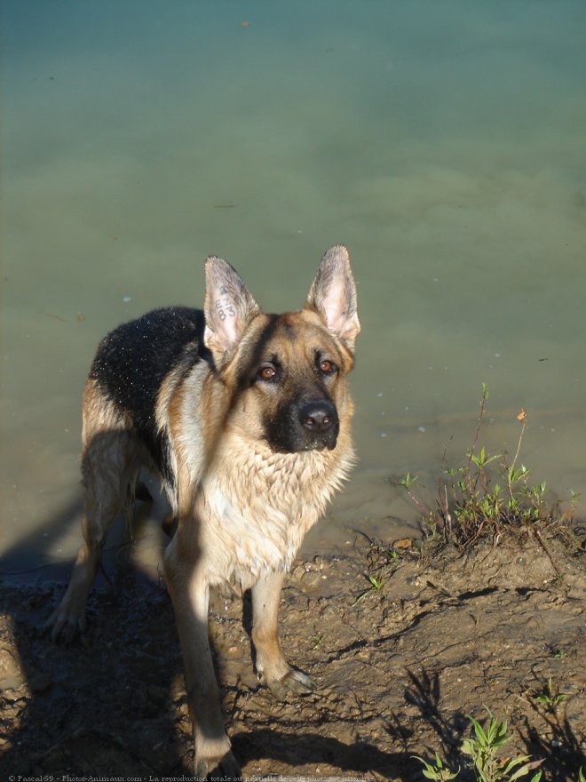 Photo de Berger allemand  poil court