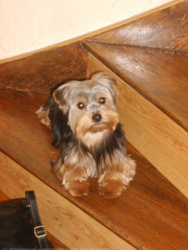 Photo de Yorkshire terrier