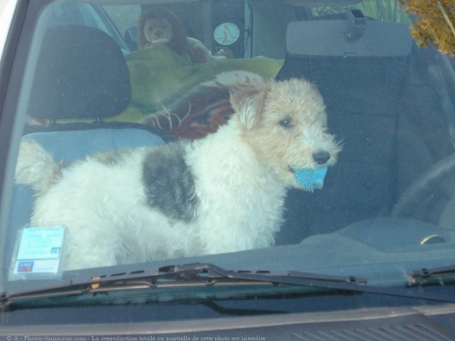 Photo de Fox terrier  poil dur