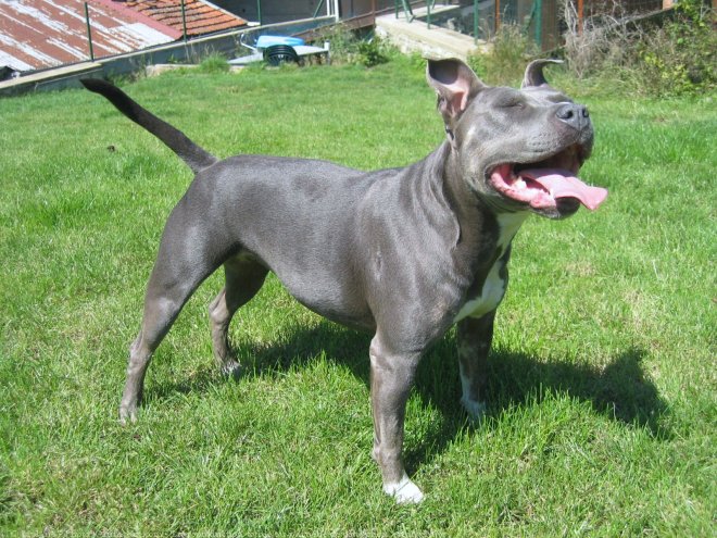 Photo d'American staffordshire terrier