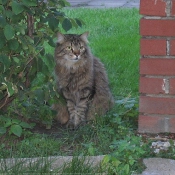 Photo de Chat domestique