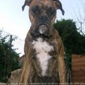 Photo de Boxer