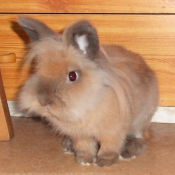 Photo de Lapin