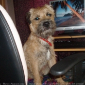 Photo de Border terrier