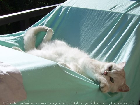 Photo de British shorthair