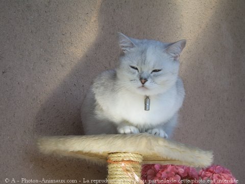 Photo de British shorthair