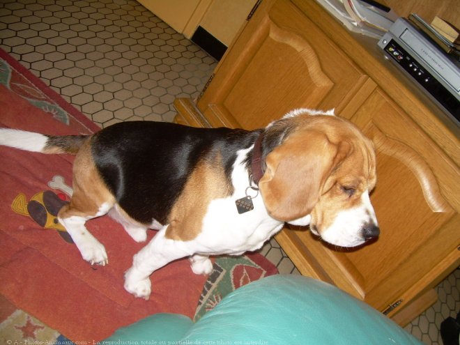 Photo de Beagle