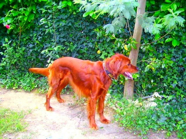 Photo de Setter irlandais rouge