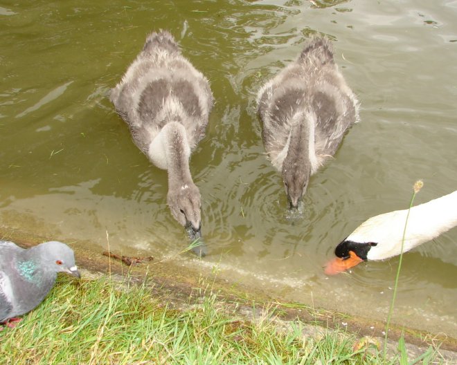 Photo de Races diffrentes