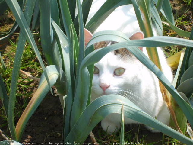 Photo de Chat domestique