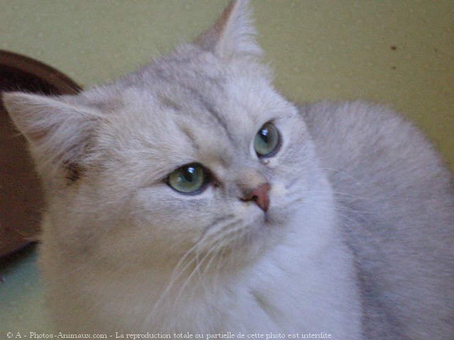 Photo de British shorthair