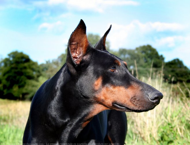 Photo de Dobermann