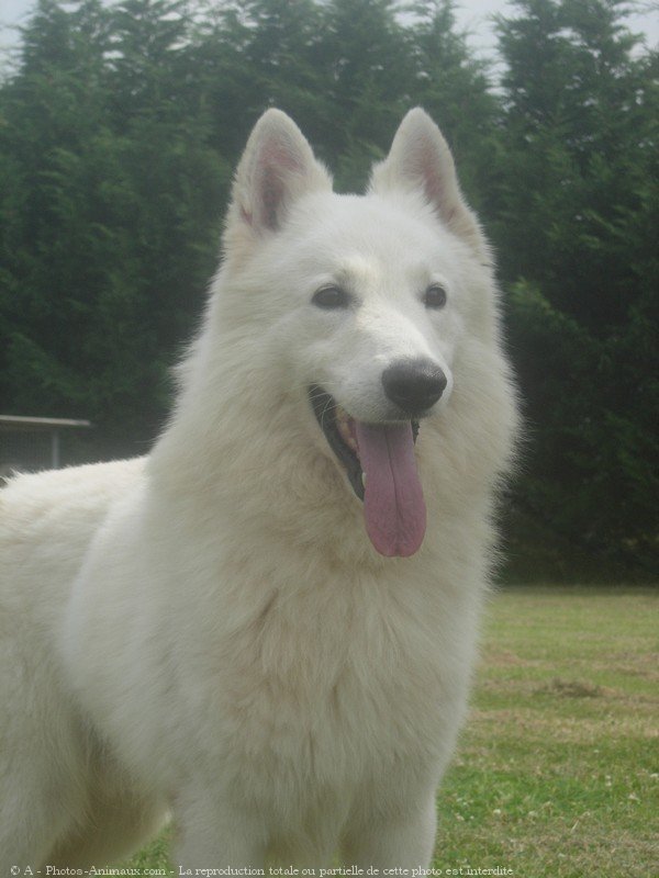 Photo de Berger blanc suisse