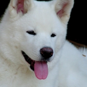 Photo d'Akita inu