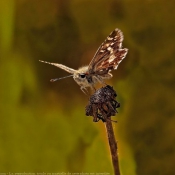 Photo de Papillon