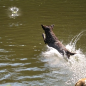 Photo de Labrador retriever