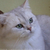 Photo de British shorthair