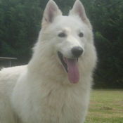 Photo de Berger blanc suisse