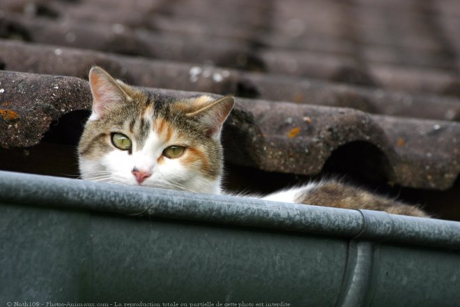 Photo de Chat domestique