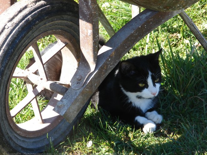 Photo de Chat domestique