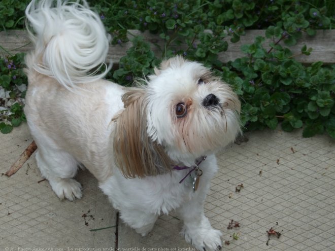 Photo de Shih tzu