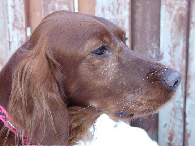 Photo de Setter irlandais rouge