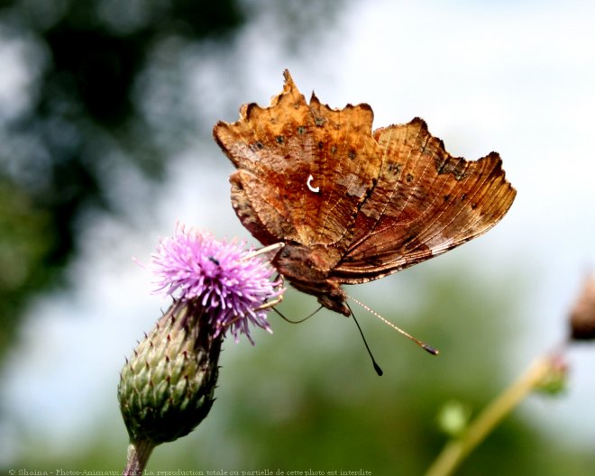 Photo de Papillon