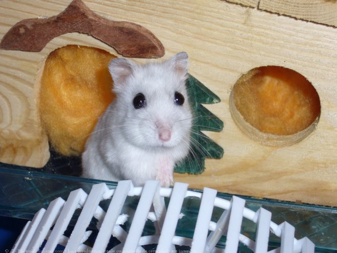 Photo de Hamster