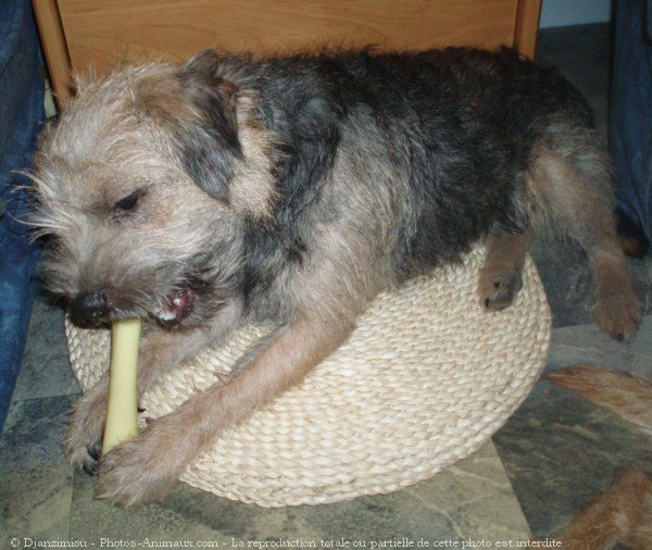 Photo de Border terrier