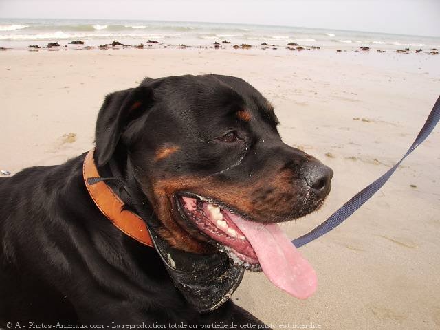 Photo de Rottweiler