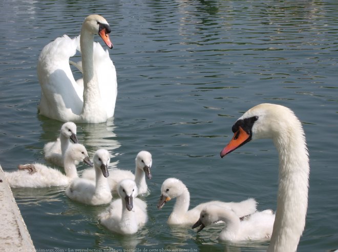 Photo de Cygne