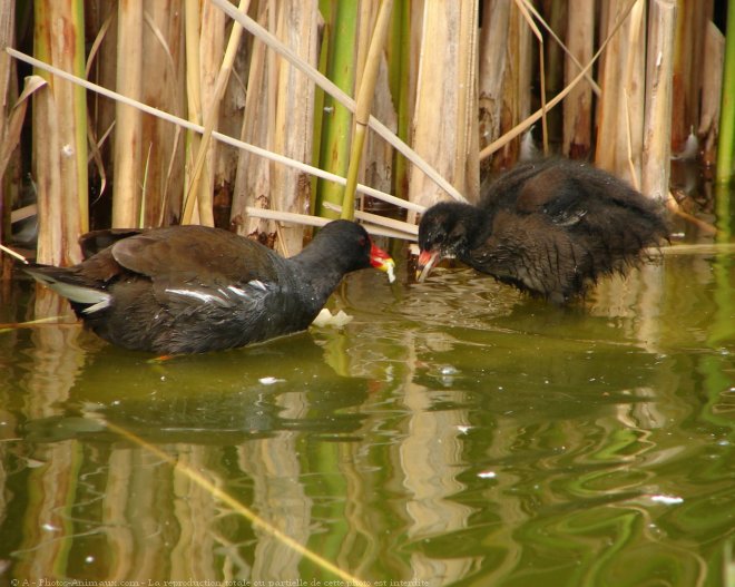 Photo de Poule