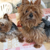 Photo de Yorkshire terrier