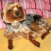 Photo de Yorkshire terrier