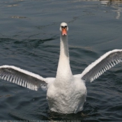 Photo de Cygne