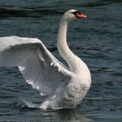 Photo de Cygne