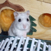 Photo de Hamster