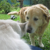 Photo de Golden retriever