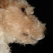 Photo de Fox terrier  poil dur